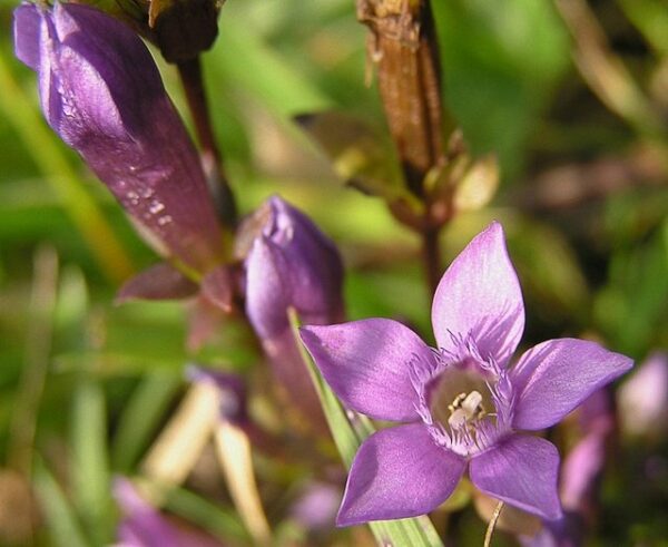 Hercampuri (Gentianella nitida)